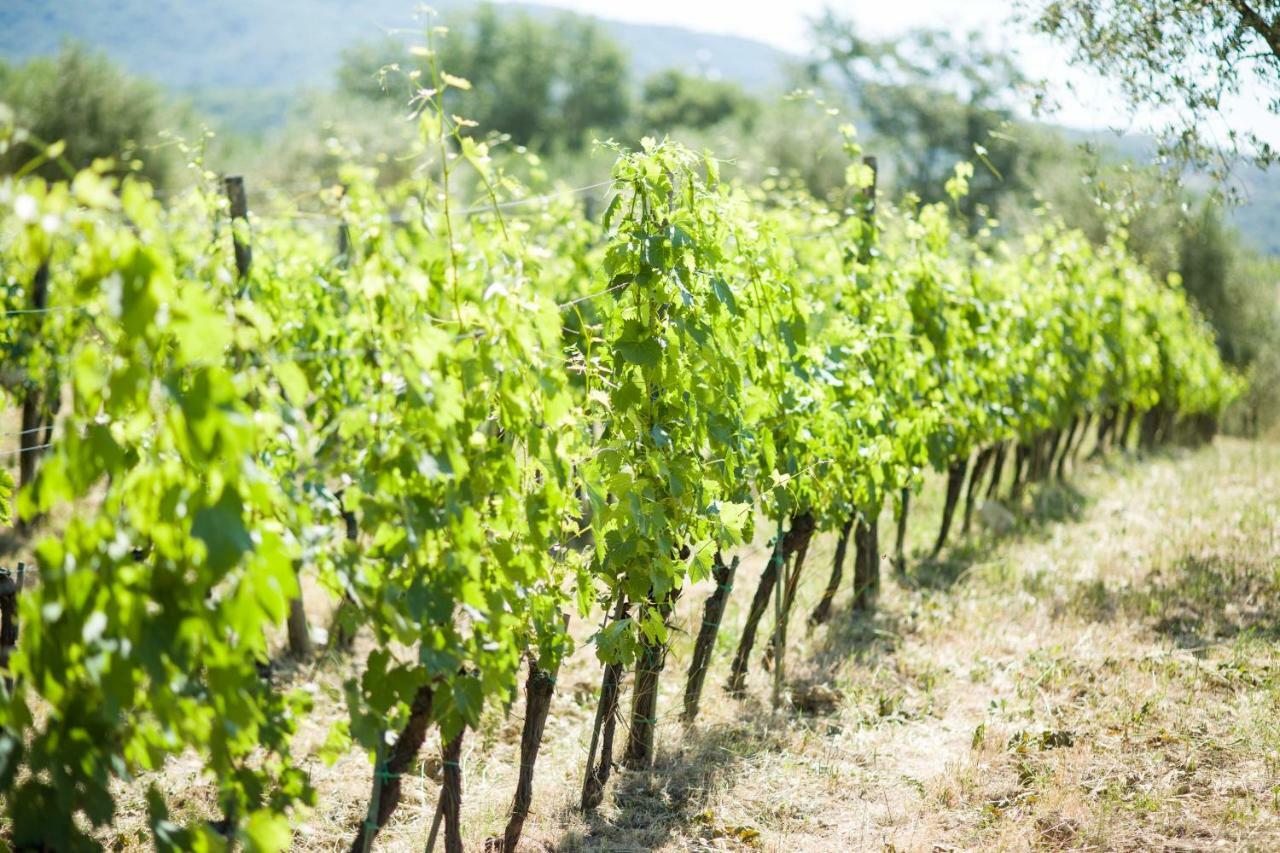 Ancora Del Chianti Panzió Greve in Chianti Kültér fotó